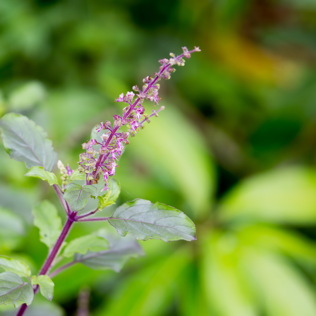 Understanding the World of Adaptogenic Herbs
