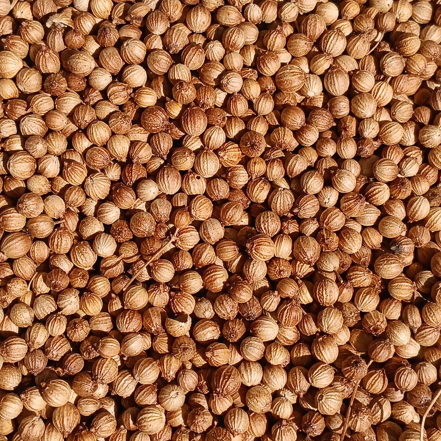 Image for Koriandersamen (Coriandrum Sativum)