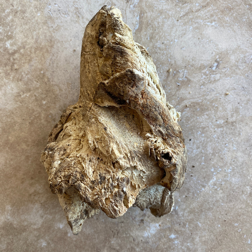 Image for Wild Cretan Mandrake Whole Root 470gr