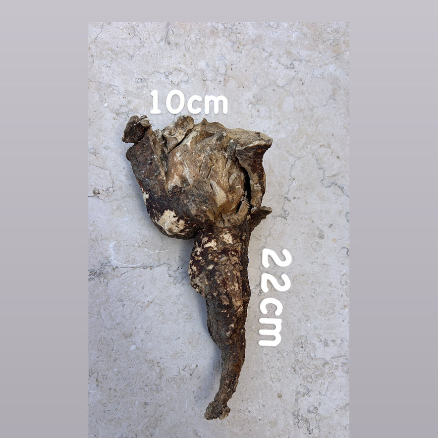 Image for Wild Cretan Mandrake Whole Root 310gr