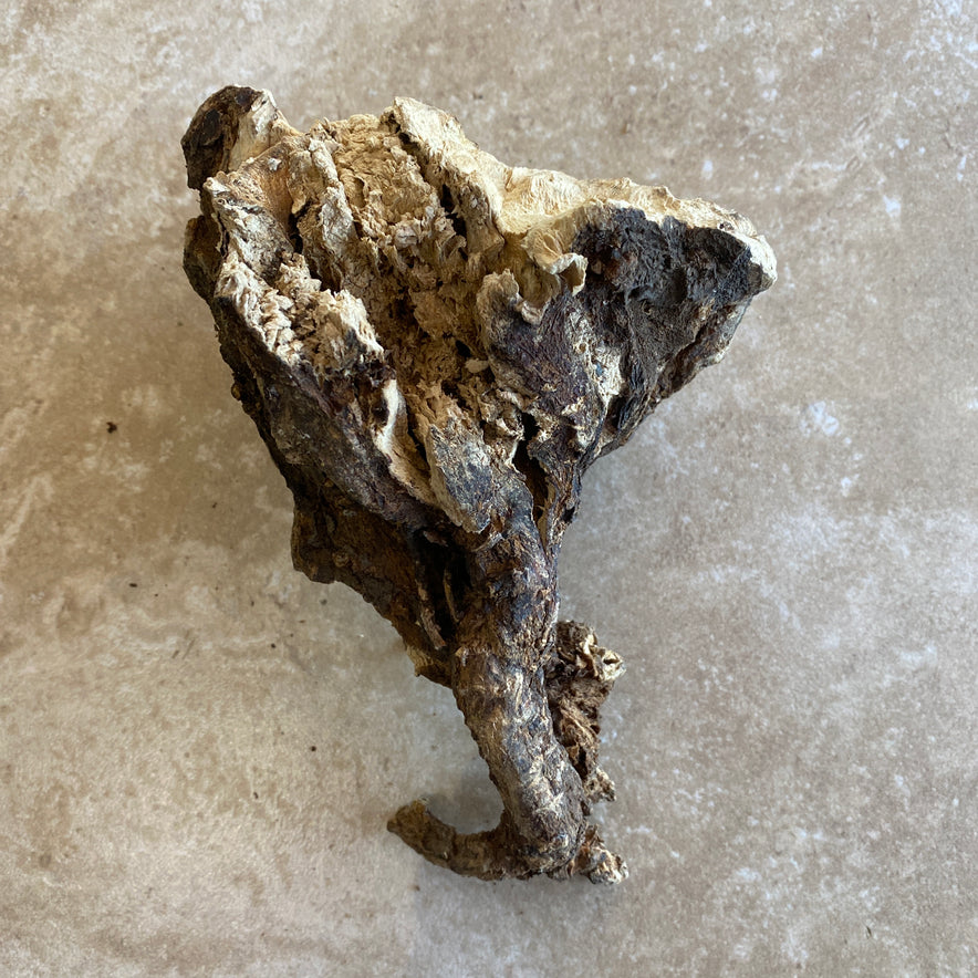 Image for Wild Cretan Mandrake Whole Root 335