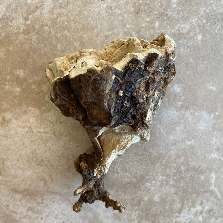 Image for Wild Cretan Mandrake Whole Root 335
