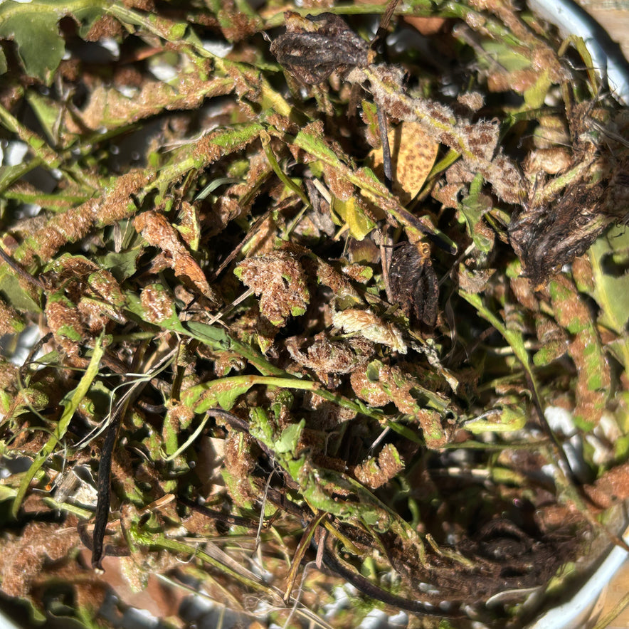 Image for Σκορπιδόχορτο (Asplenium Ceterach / Ceterach Officinarum)