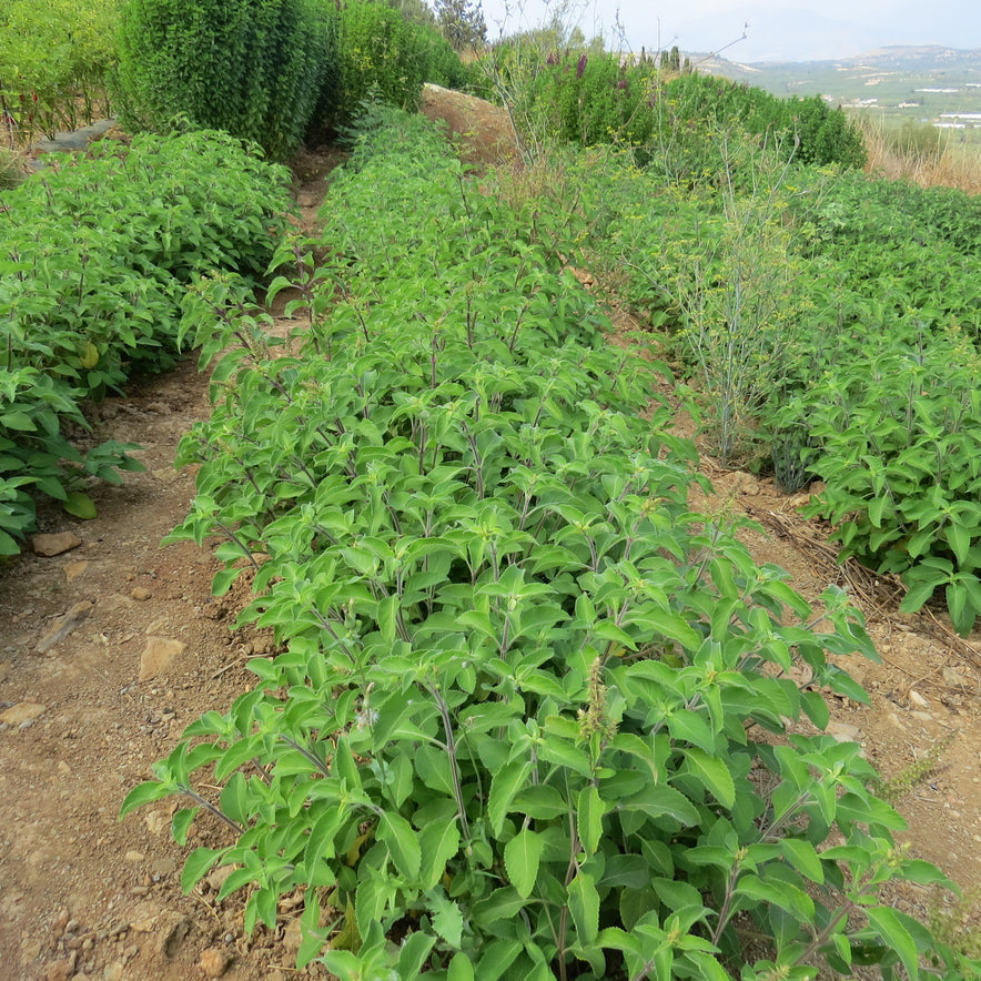 Image for „Vana“ Tulsi / Heiliges Basilikum (Ocimum Gratissimum) | Unser biodynamischer Anbau