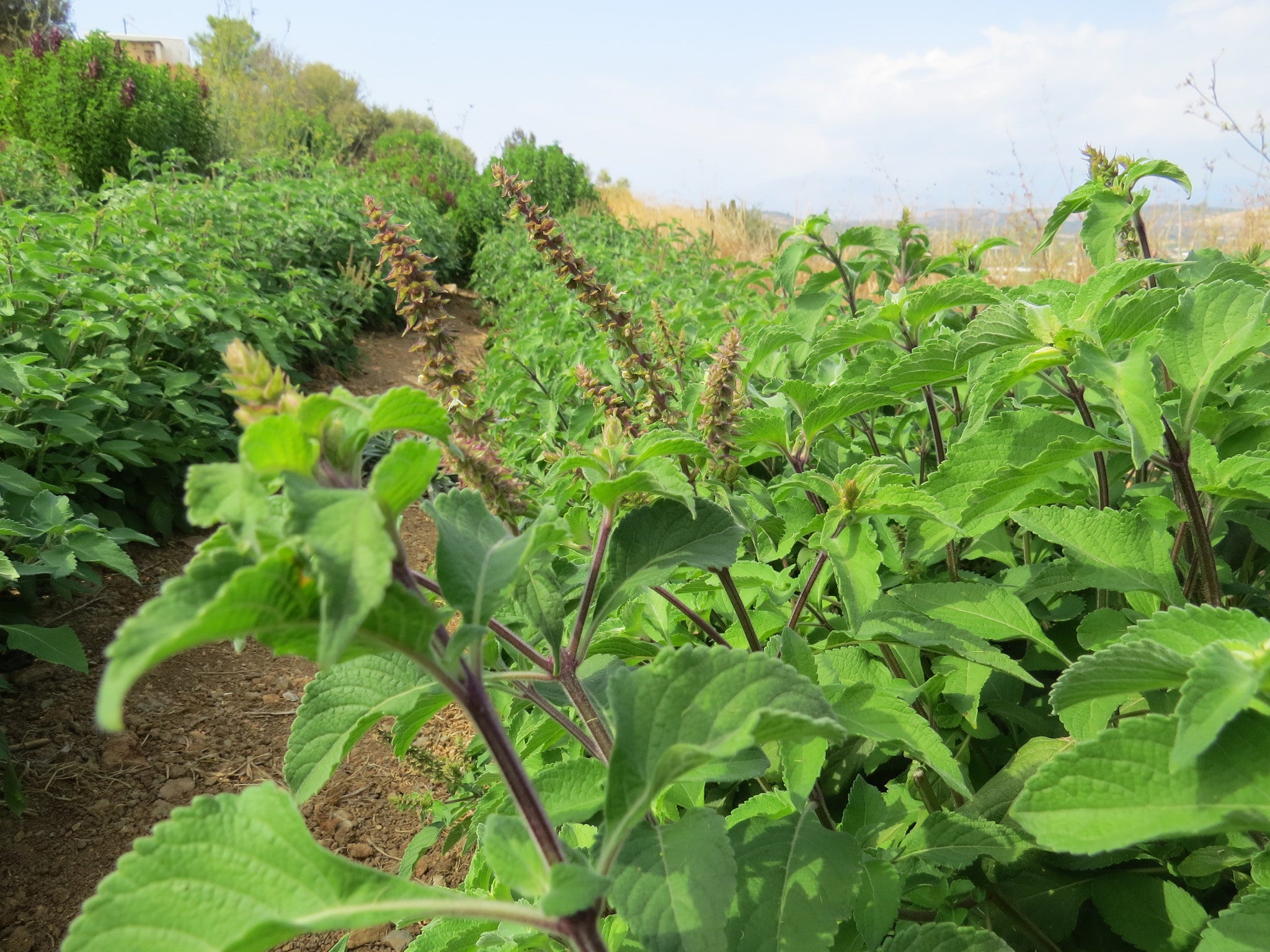 Basilikum Samen 150 Stück Tulsi Wilde Basilikum Samen - 150 Samen Ocimum  Canum Mit Anzuchtanleitung Heilpflanze Samen, image size:2048x1536