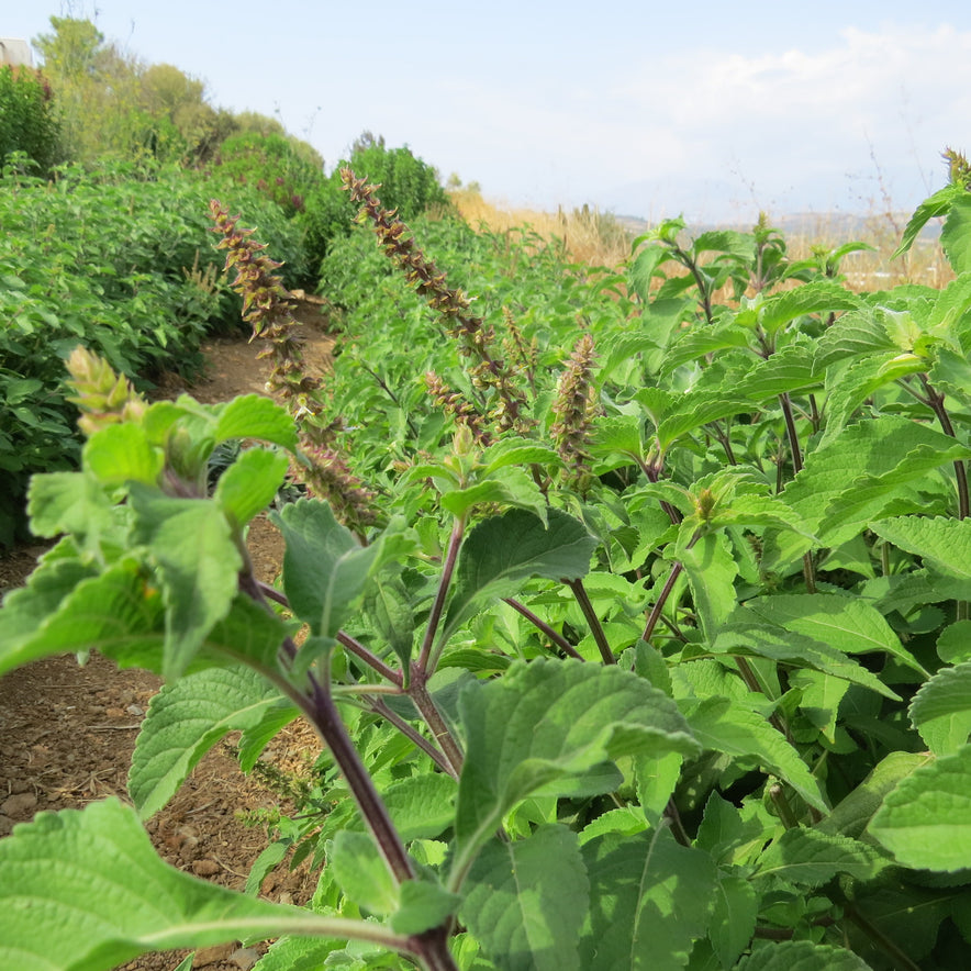 Image for „Vana“ Tulsi / Heiliges Basilikum (Ocimum Gratissimum) | Unser biodynamischer Anbau