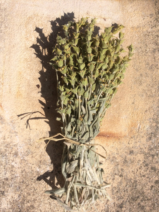 Parnassus Griechischer Bergtee (Sideritis Raeseri Boiss)