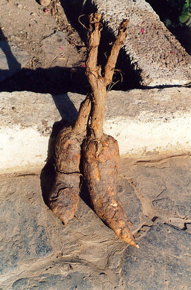 Wild Cretan Mandrake Root in Slices or Pieces (Mandragora Officinarum)