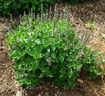 Image for „Kapoor“ Tulsi / Heiliges Basilikum | Unser biodynamischer Anbau (Ocimum Sanctum)