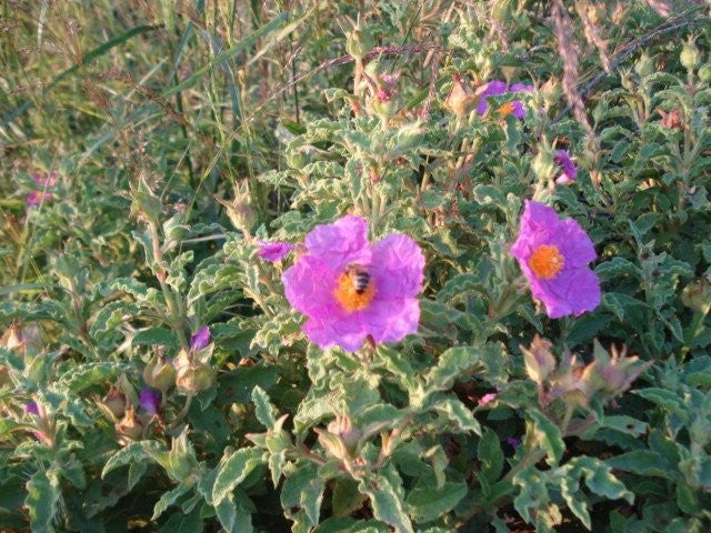 Image for Cretan Pink Rockrose | Organic (Cistus Creticus ssp. Incanus)