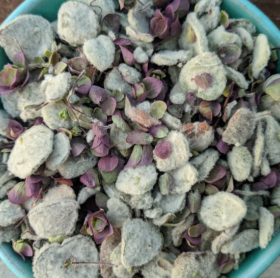 <transcy>Kretische Diptam | Bio (Origanum Dictamnus)</transcy>