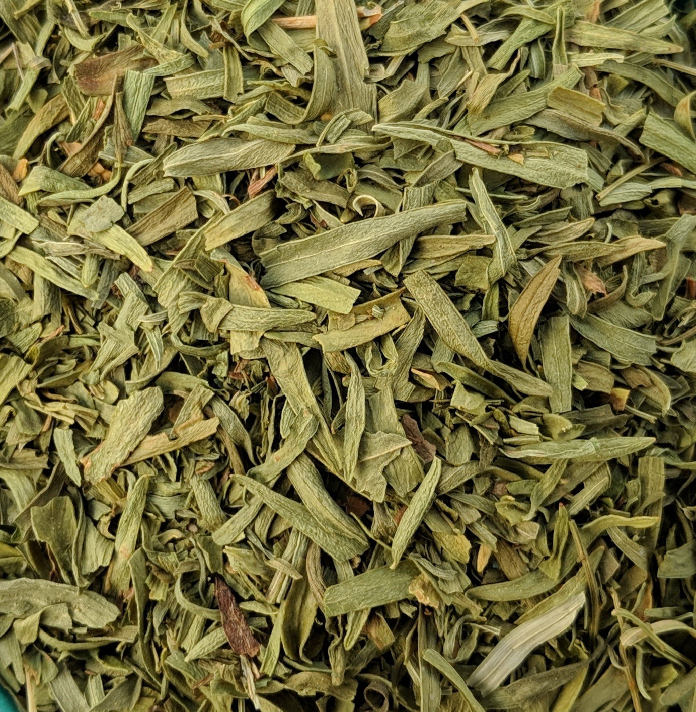 Estragon / Tarragon (Artemisia Dracunculus)