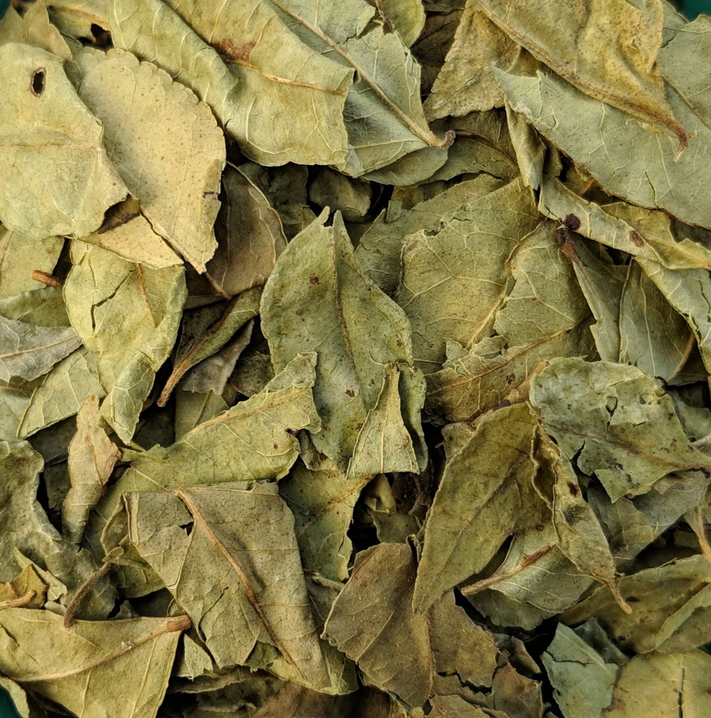 Turmeric Leaves (Curcuma Longa)