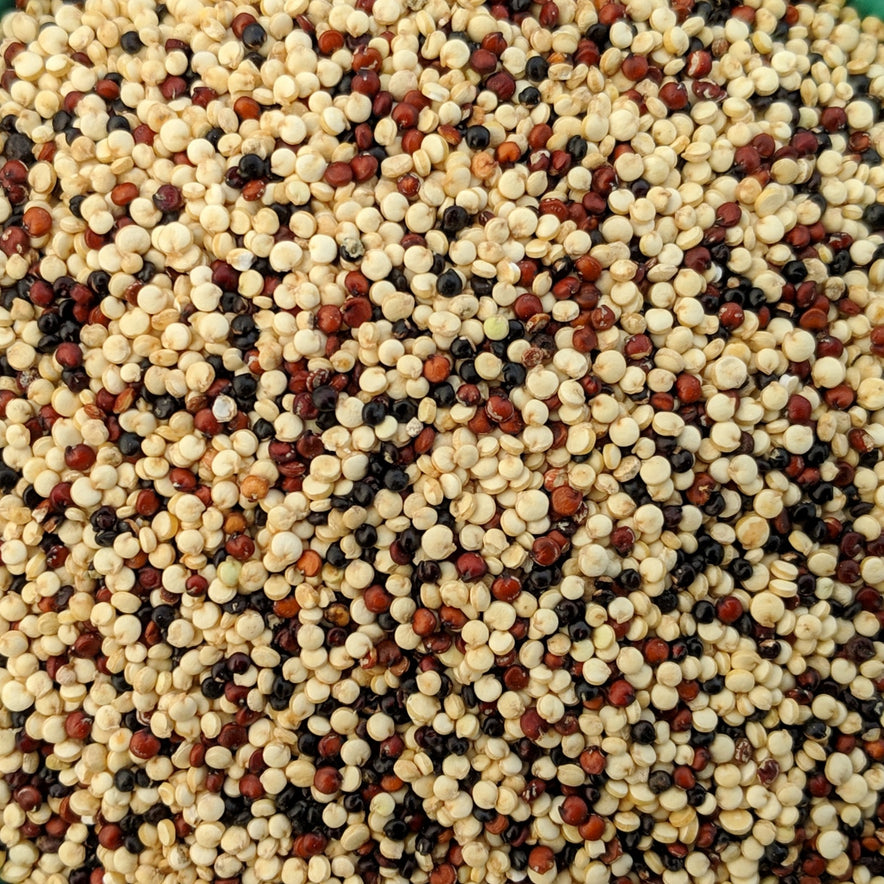 Image for Tri-Color Quinoa I Organic