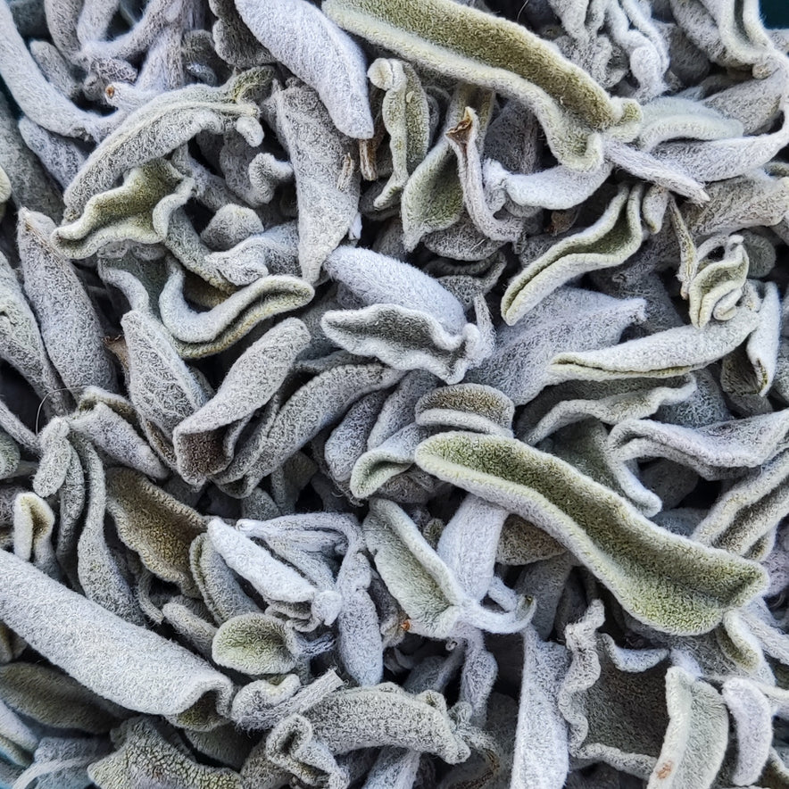 Image for Sage crétois (Salvia fruticosa / Salvia triloba)
