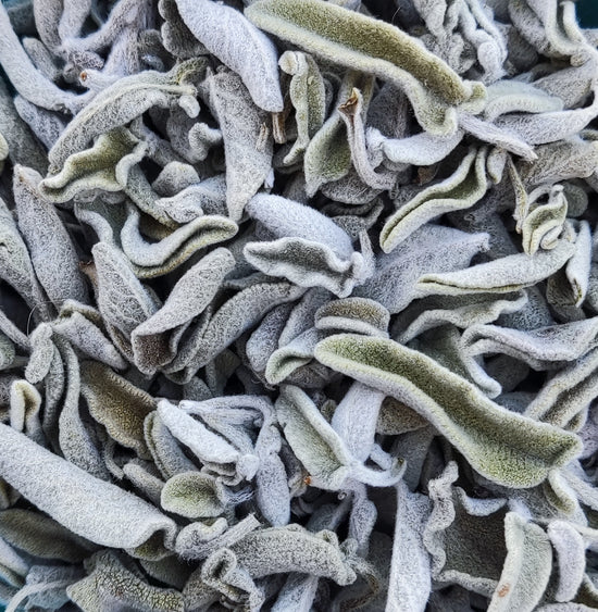 Kretischer Salbei Wild (Salvia Fruticosa / Salvia Triloba)