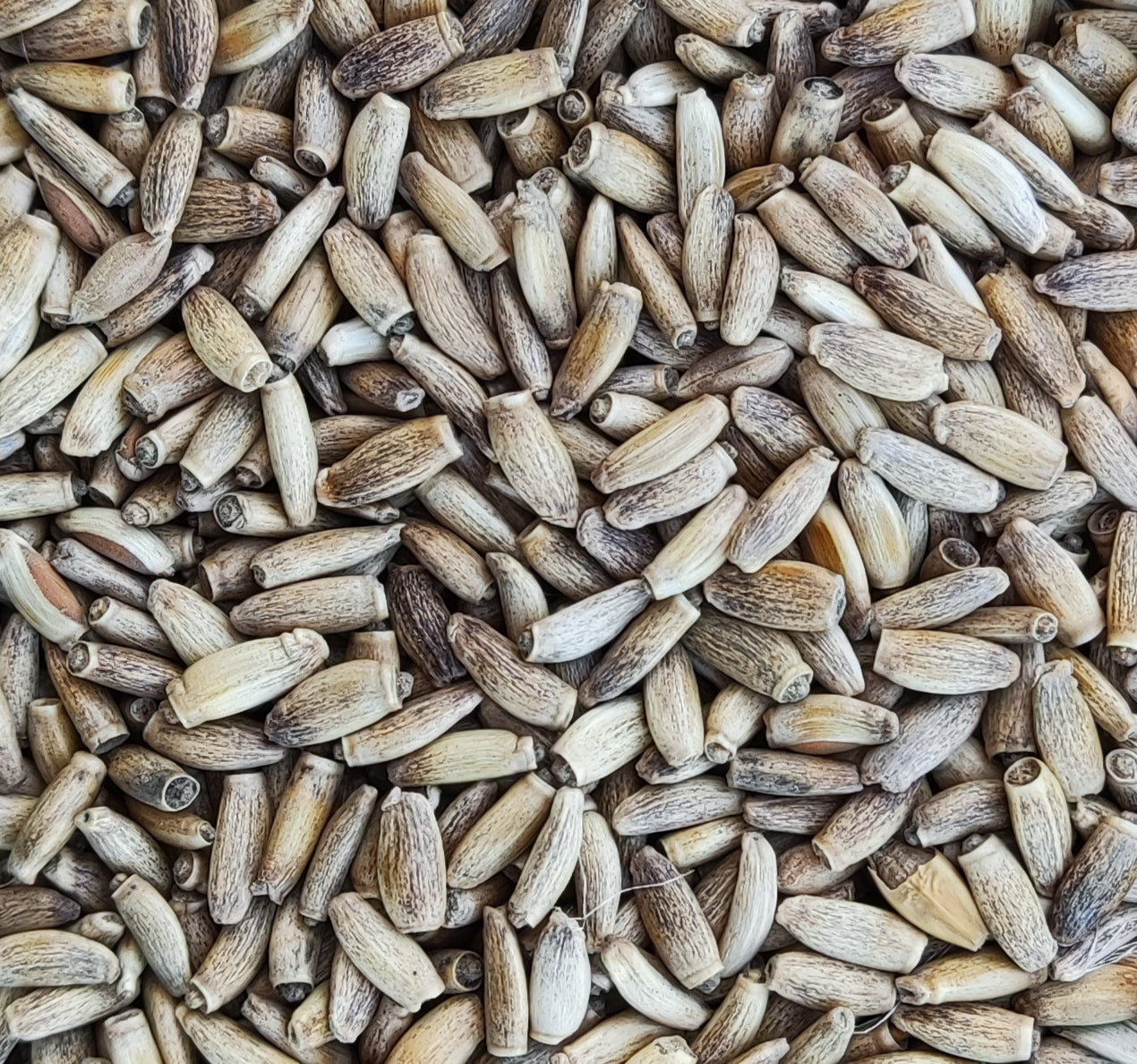 Biojoy Graines De Chardon-Marie BIO (1 Kg), Séchées Et Entières, Tisane De Chardon-Marie (Silybum Marianum