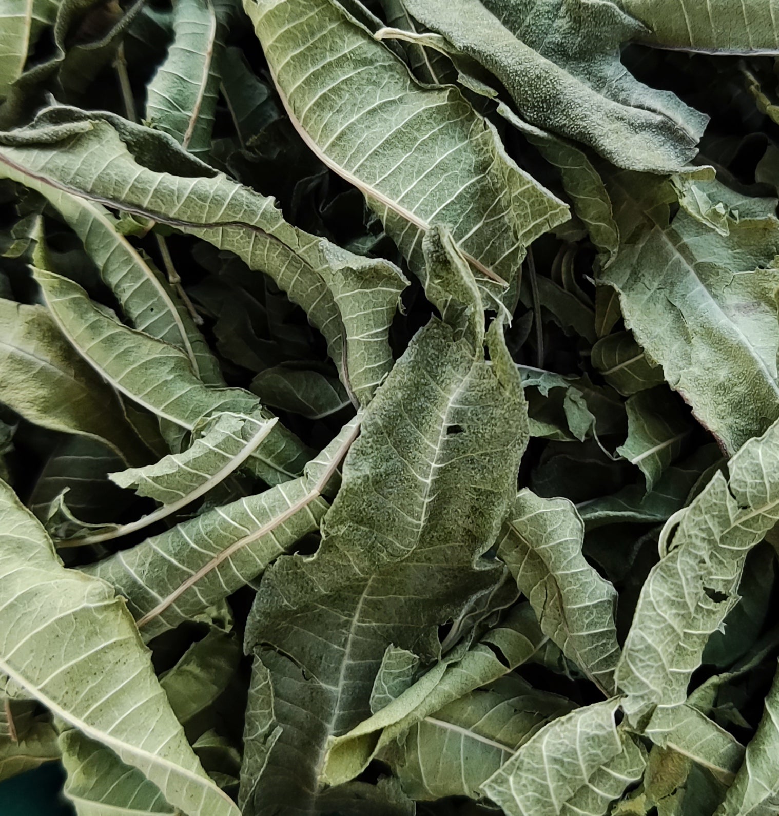 Lemon Verbena | Organic (Aloysia Citrodora)