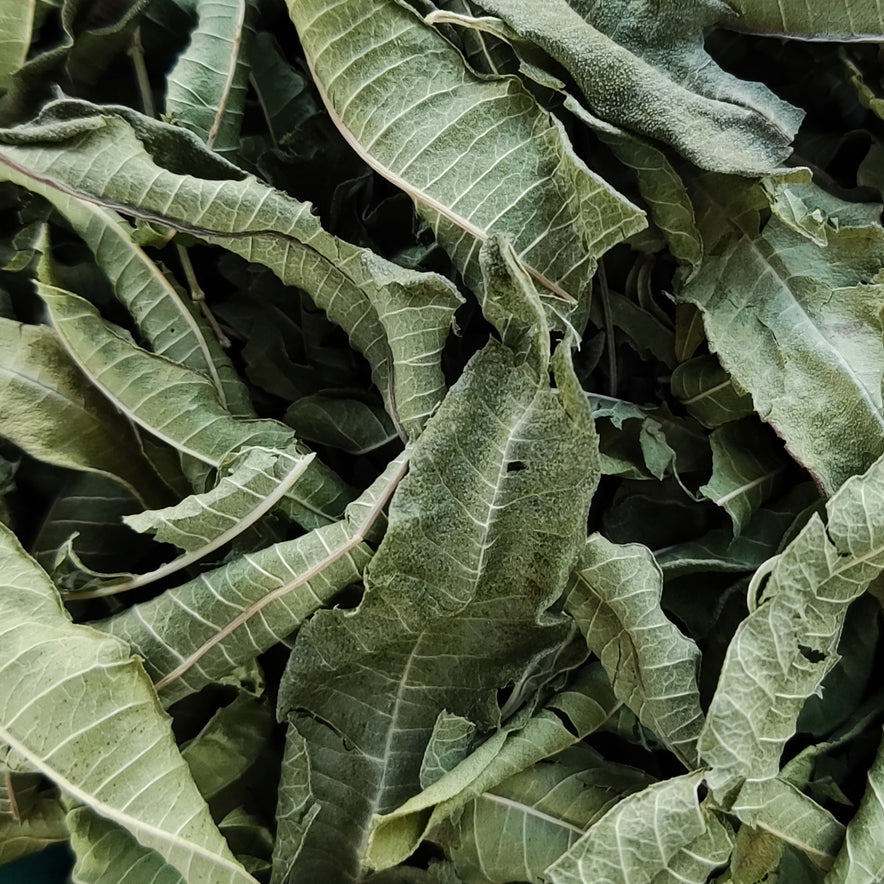 Image for Zitronenverbene (Aloysia Citrodora) | Bio