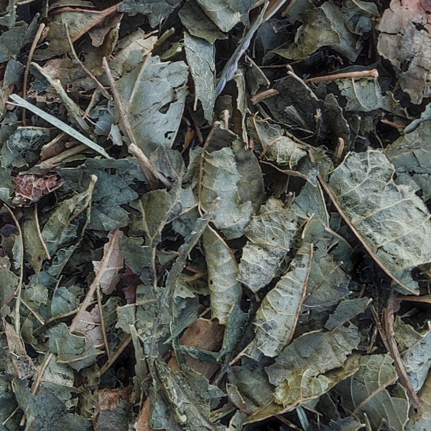 Image for Hamamelis (Hamamelis Virginiana)