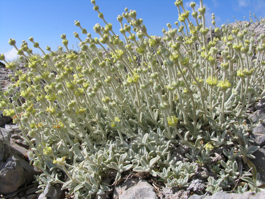 Image for Cretan Mountain Tea / Malotira | Organic (Sideritis Syriaca)