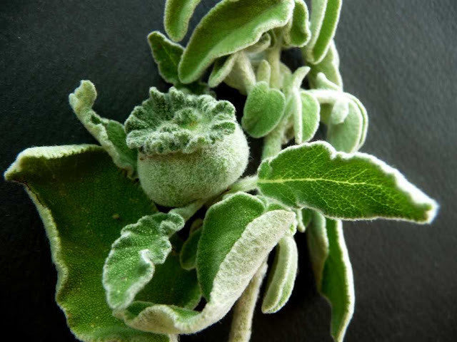Image for Sage crétois (Salvia fruticosa / Salvia triloba)