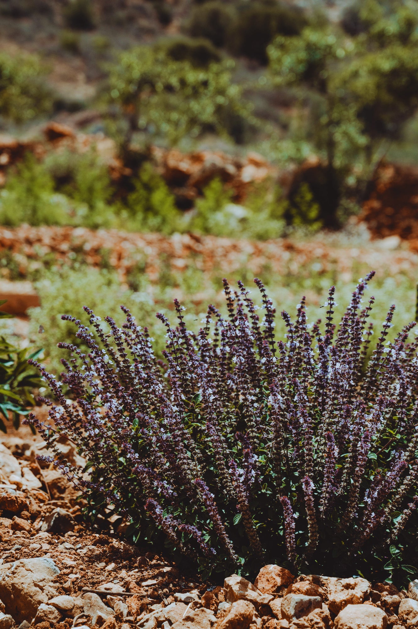 A Herb Lover's Paradise: Discover Our Garden in Listaros