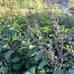 Discover the Power of Tulsi: Exploring the Four Sacred Varieties We Grow