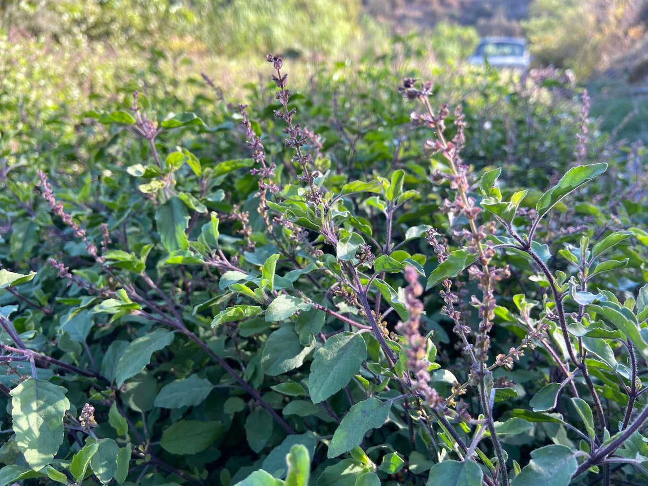 Discover the Power of Tulsi: Exploring the Four Sacred Varieties We Grow