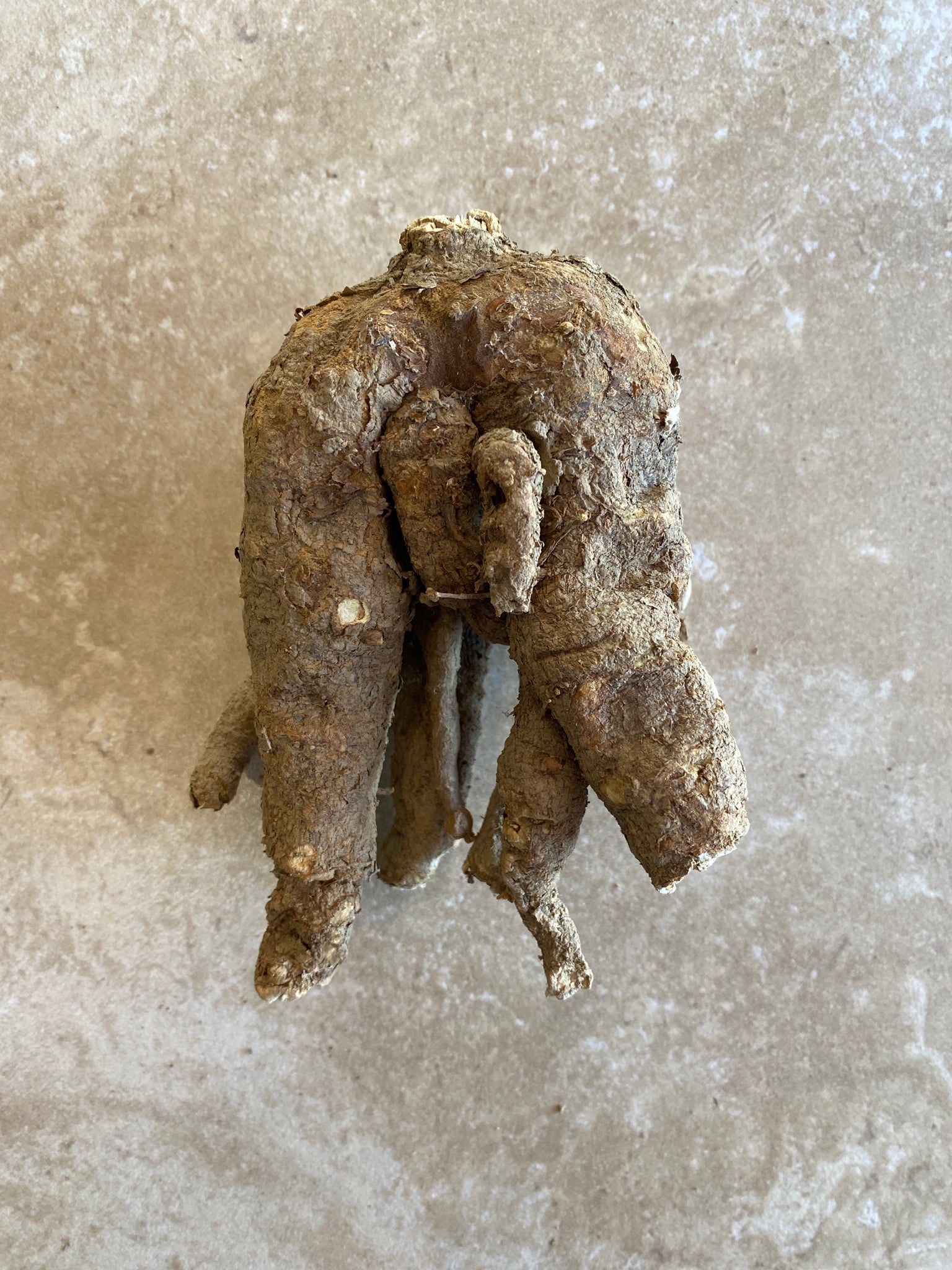 Wild Cretan Mandrake Whole Root 275gr