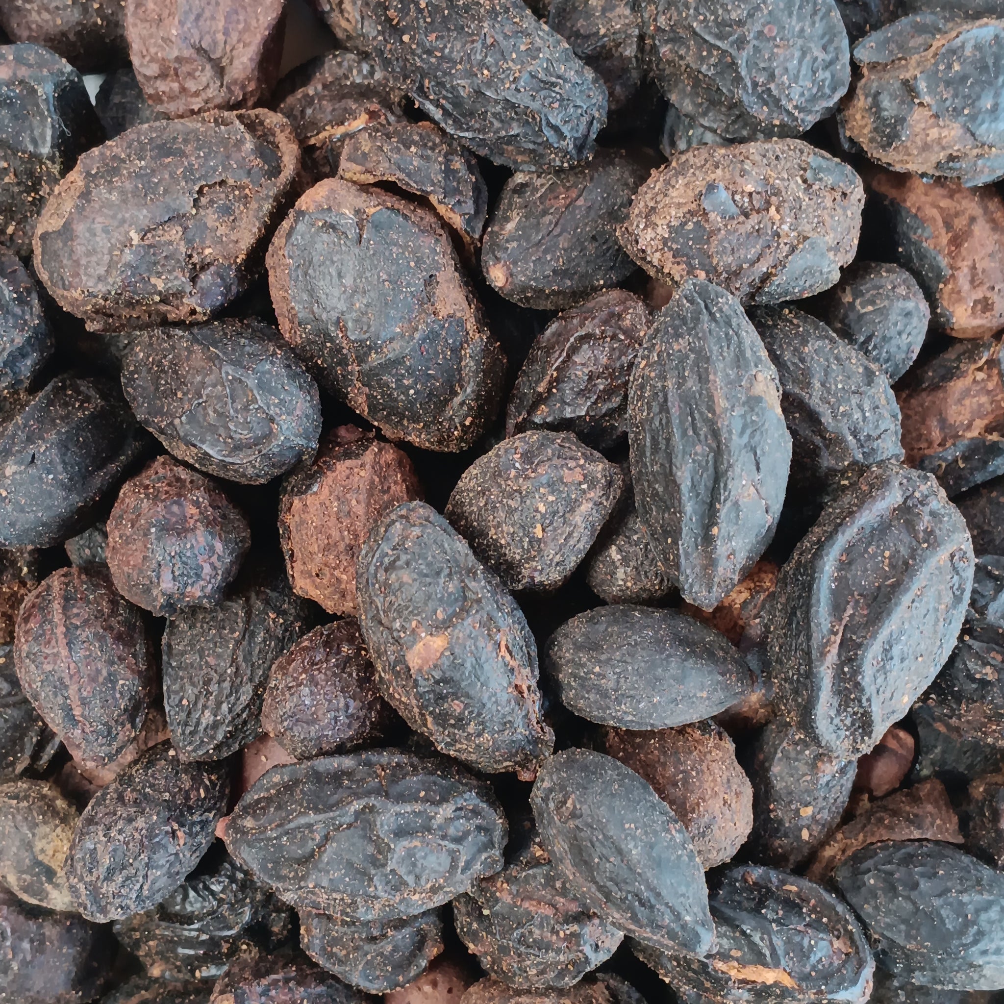 Baies de palmier nain (Serenoa Repens)