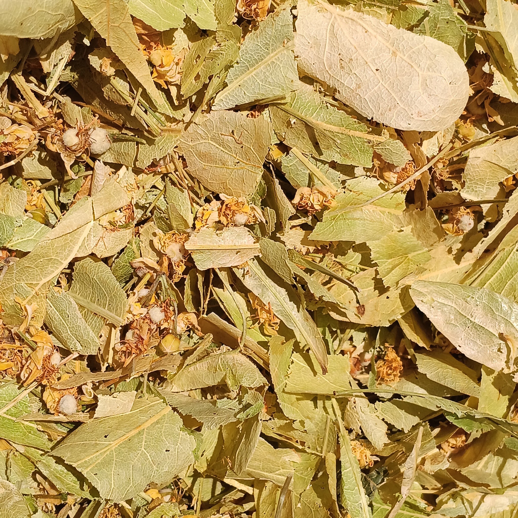Lindenblüte (Tilia Cordata)