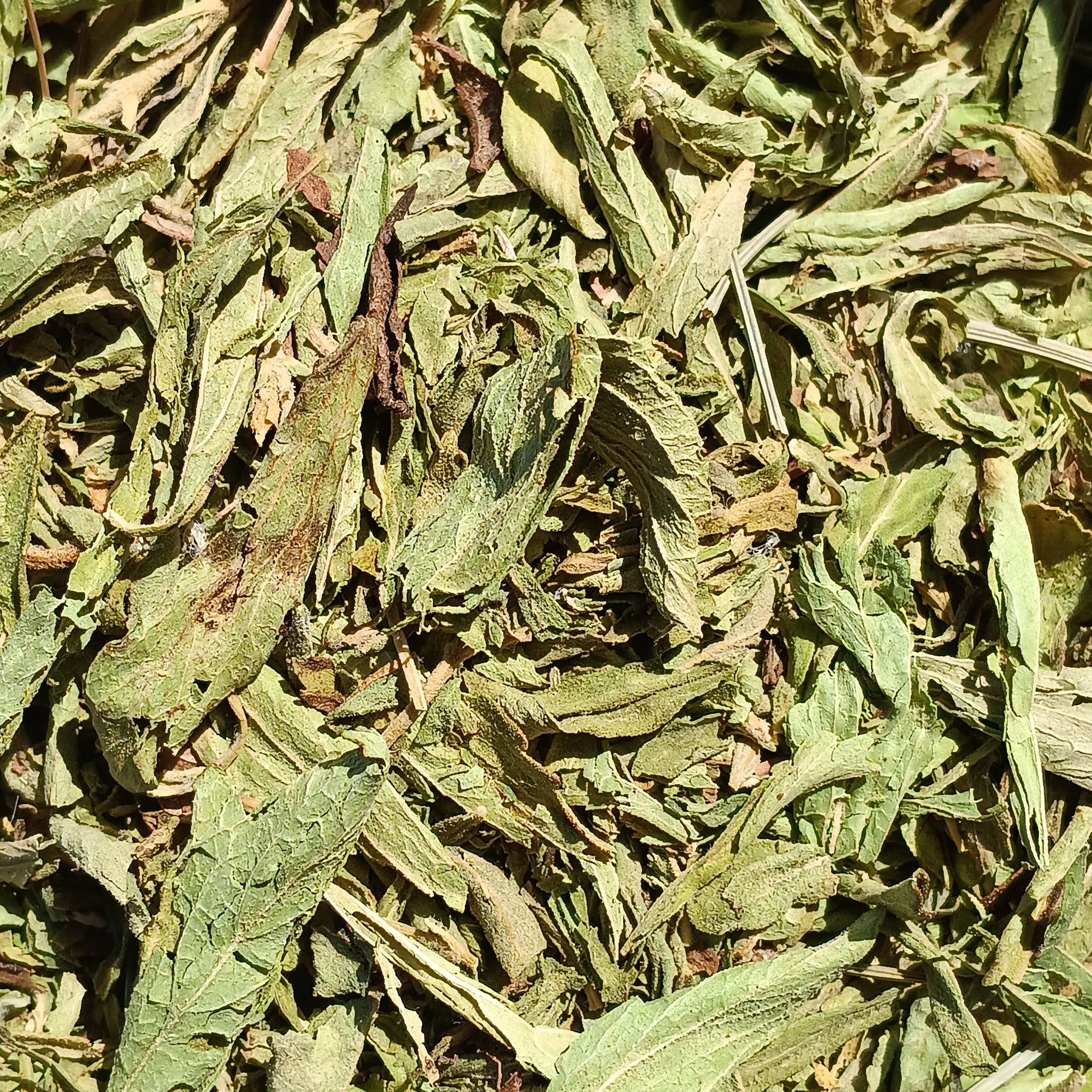 Stevia Leaves (Herbal Sweetener) | Organic
