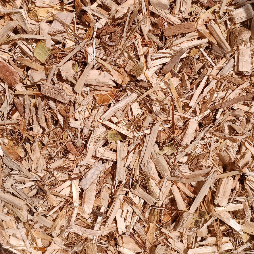 Image for Glatte Ulme (Ulmus Rubra)