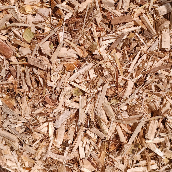 Glatte Ulme (Ulmus Rubra)