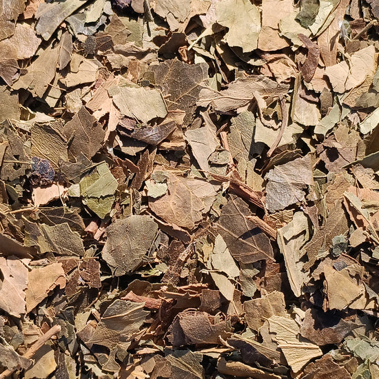 Englischer Efeu (Hedera Helix)