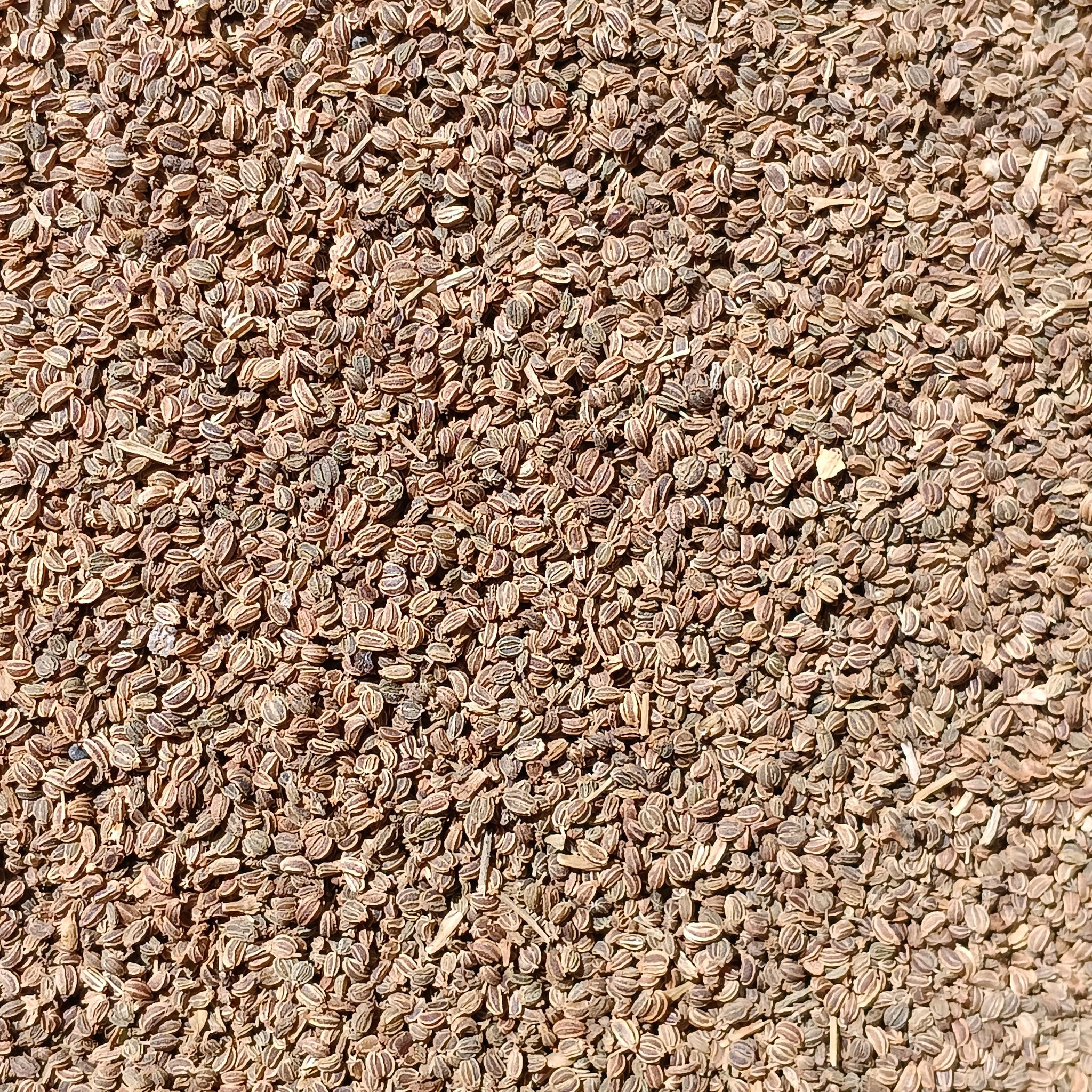 <transcy>Σέλινο Σπόροι (Apium Graveolens)</transcy>