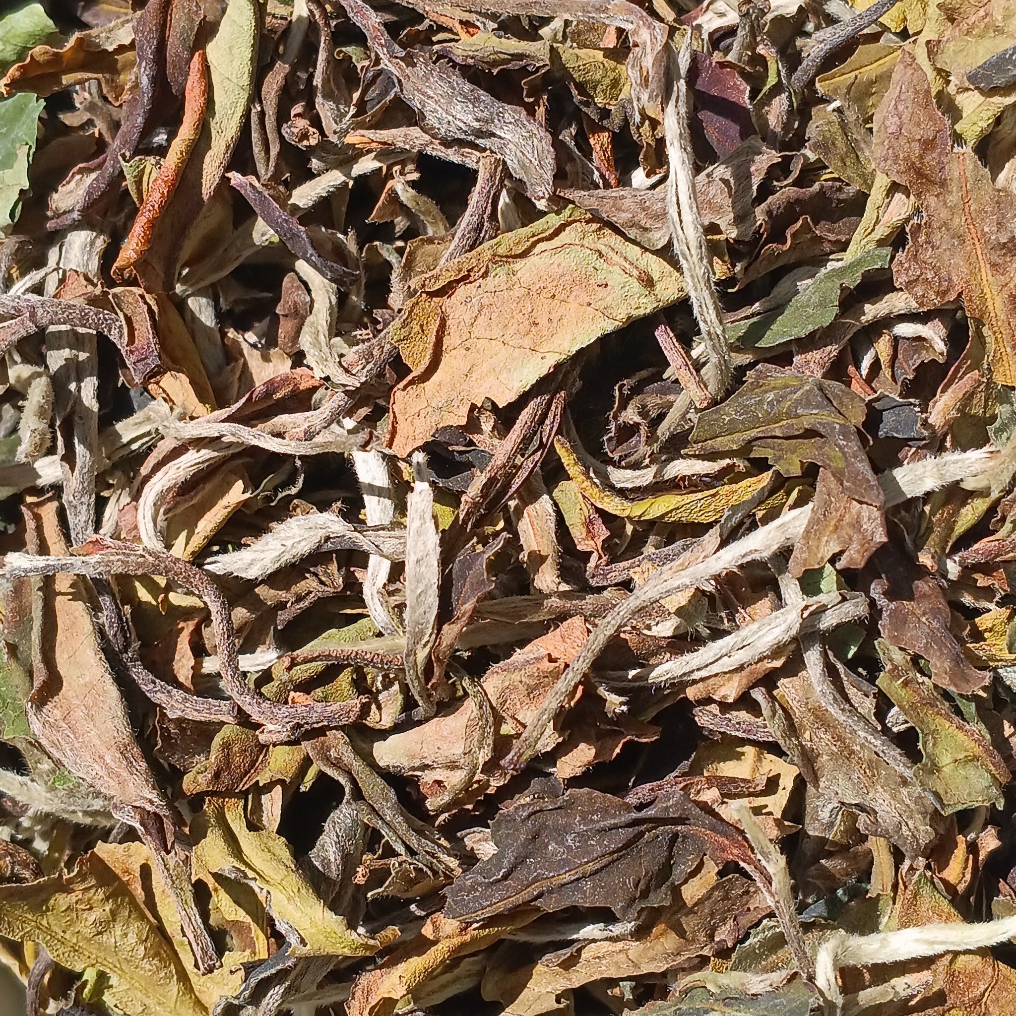 Weißer Tee „Bai Mu Dan“.