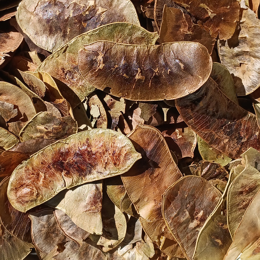 Image for Alexandrian Senna (Cassia Acutifolia)