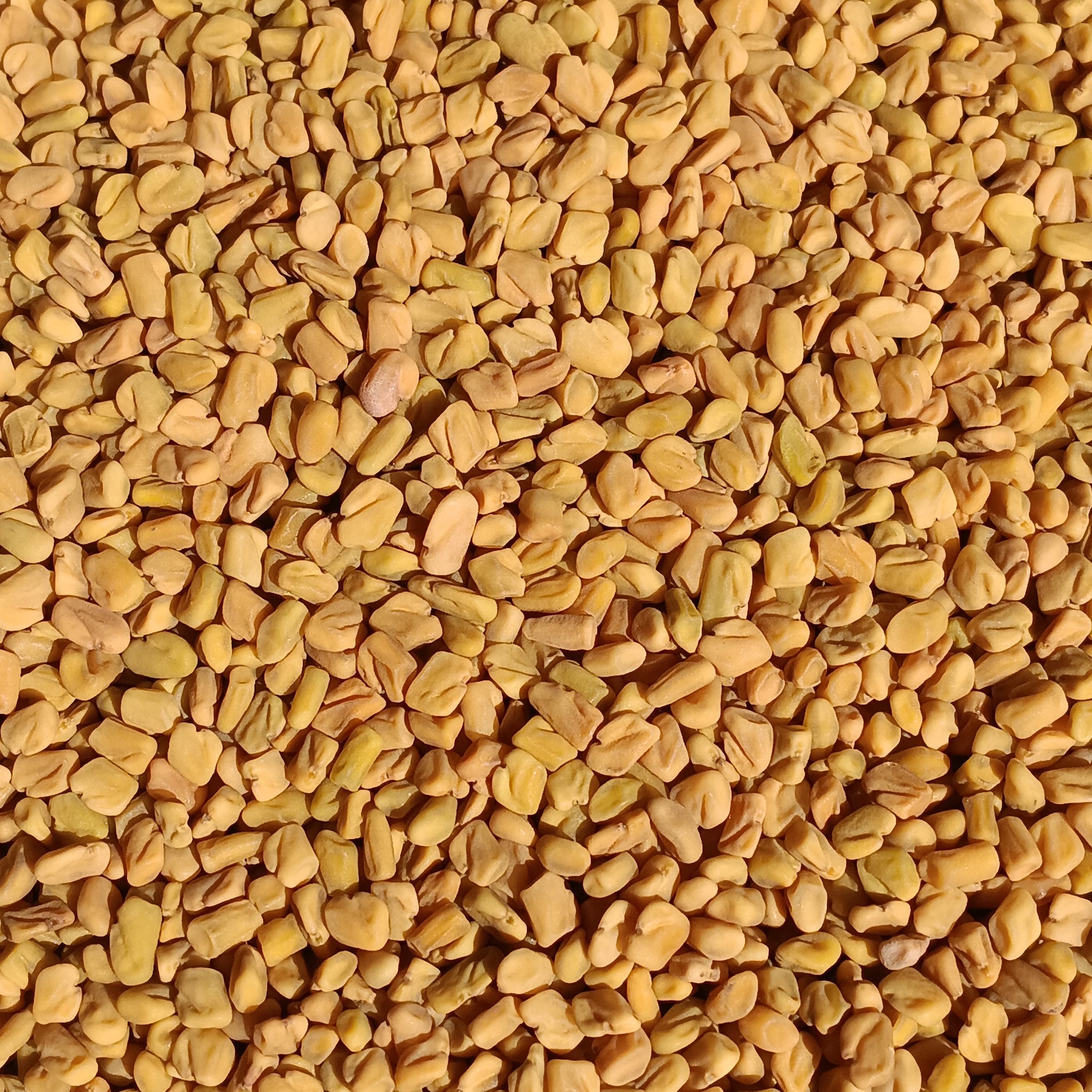 Fenugreek Seeds (Trigonella Foenum-Graecum)