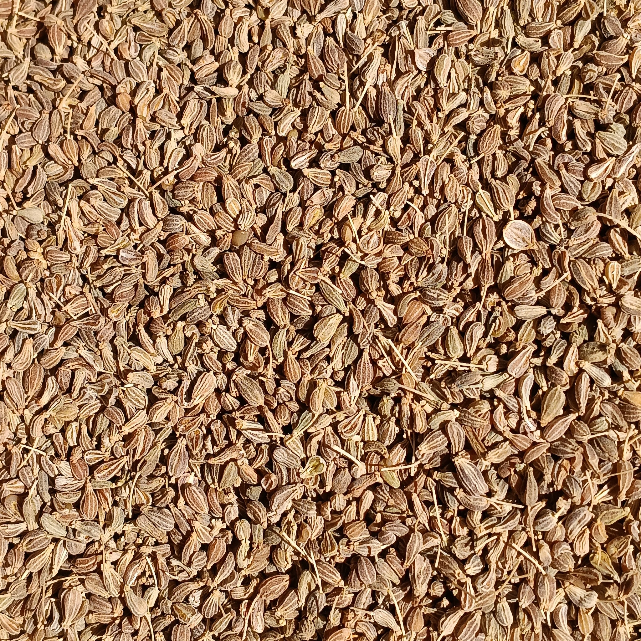 Anise Seeds (Pimpinella Anisum) - Organic