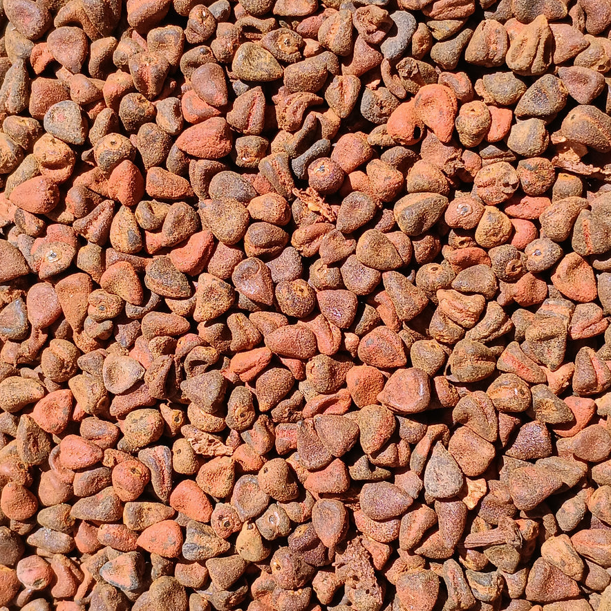 Image for Annatto Seeds