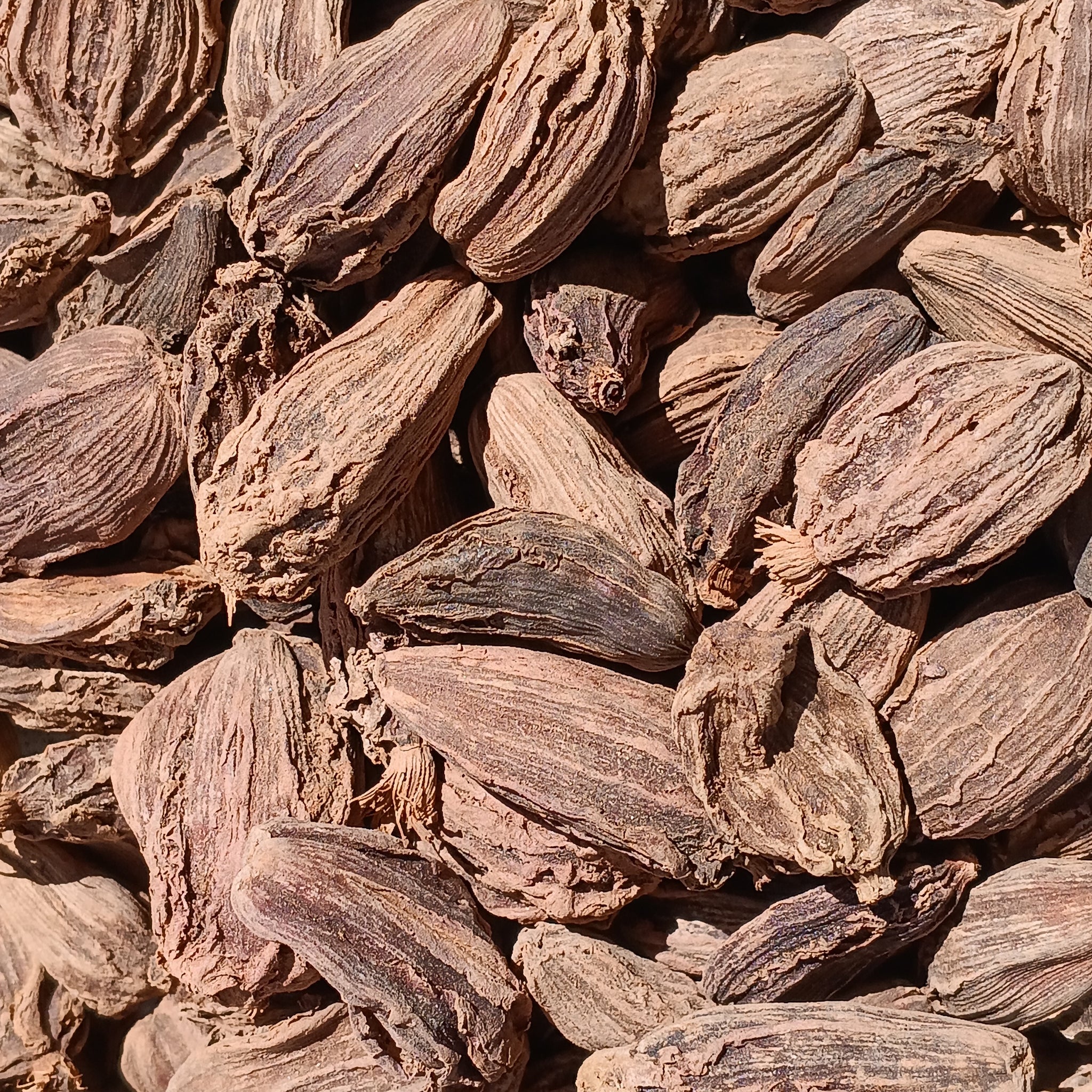 Black Cardamom Pods (Amomum Subulatum)