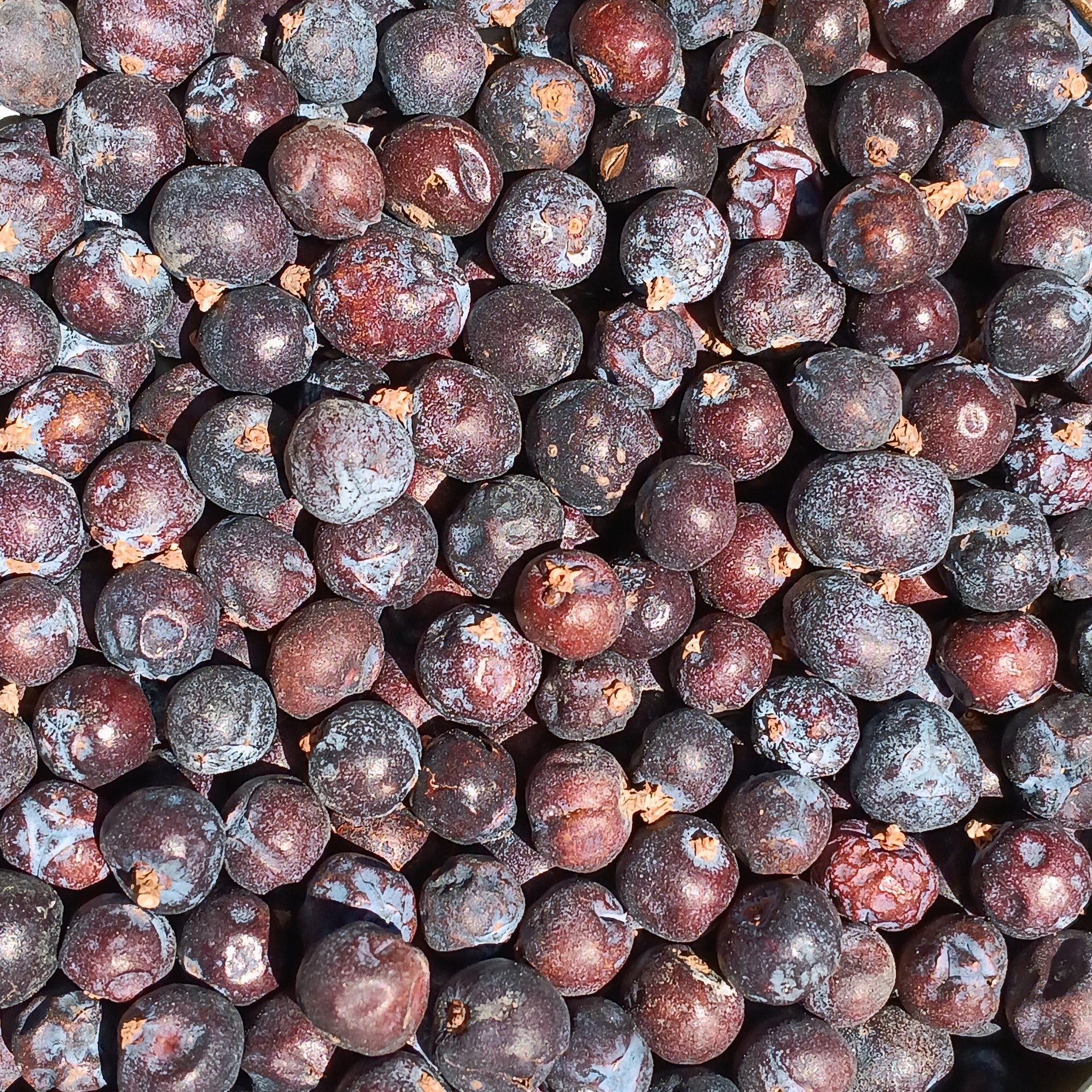 Juniper Berries (Juniperus Communis)