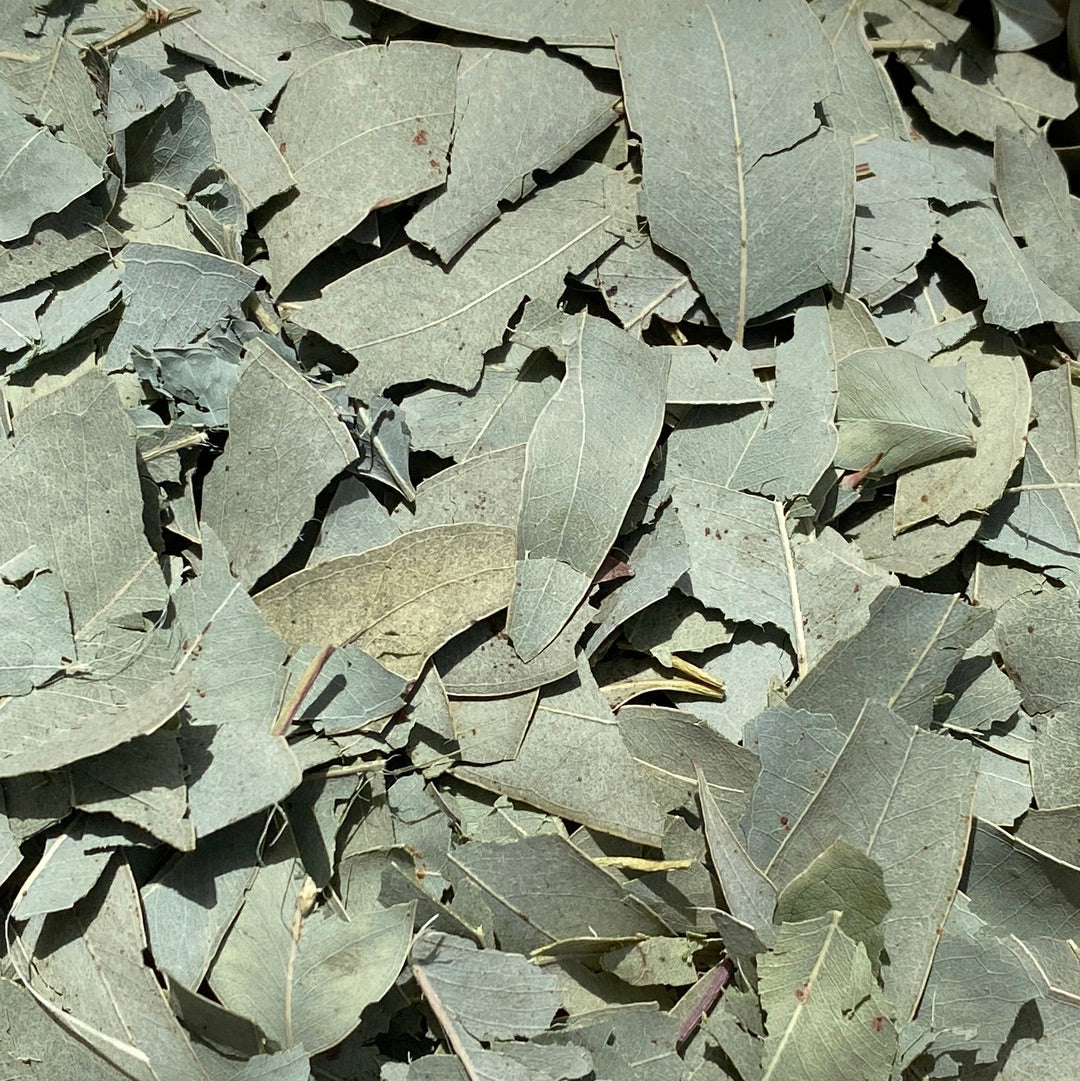 <tc>Feuilles d'Eucayptus (Eucalyptus Globulus) | Notre culture biodynamique</tc>