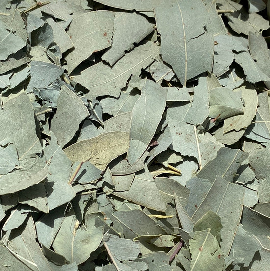 <tc>Feuilles d'Eucayptus (Eucalyptus Globulus) | Notre culture biodynamique</tc>