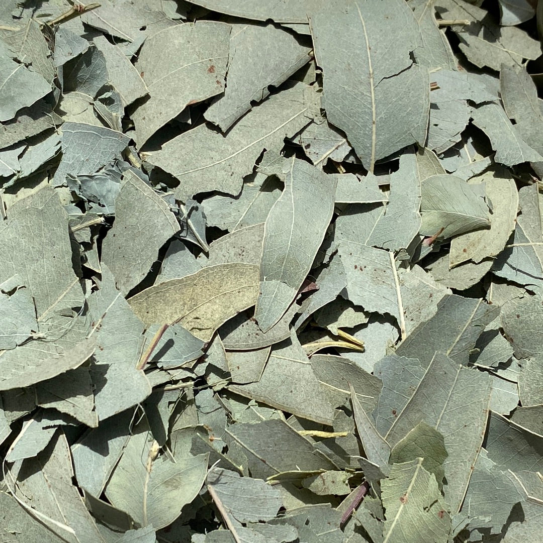 Eucayptus Leaves (Eucalyptus Globulus) | Our Biodynamic Cultivation
