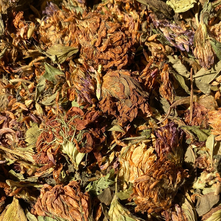 Image for Red Clover (Trifolium Pratense)