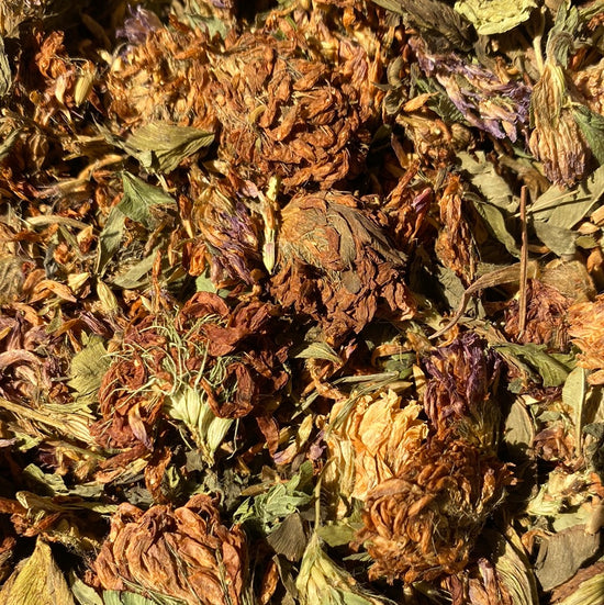 Κόκκινο τριφύλλι (Trifolium Pratense)