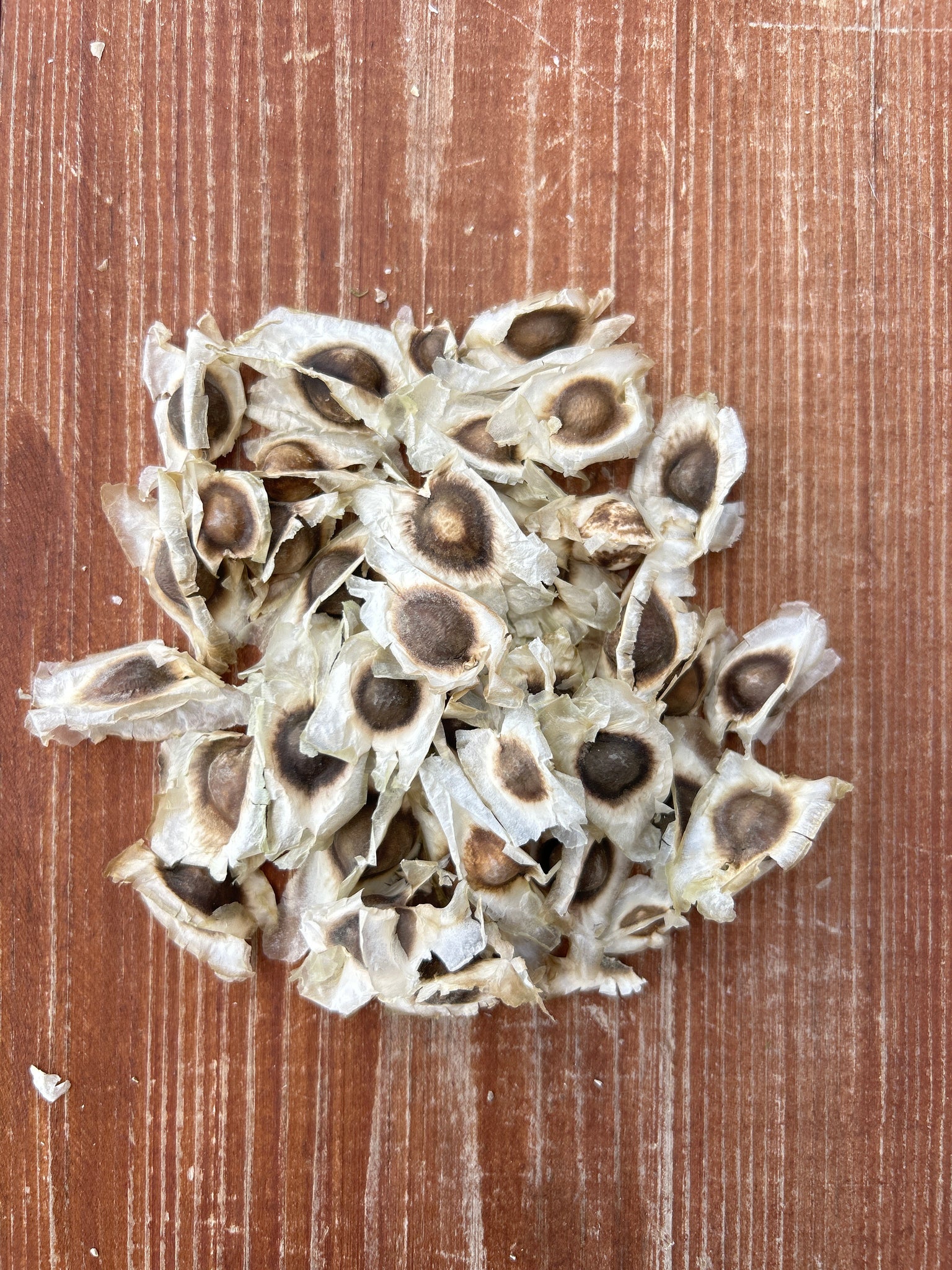 Our Biodynamic Moringa Oleifera Seeds